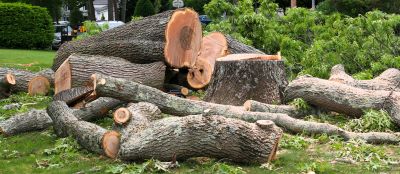 Tree Root Removal Services Overview