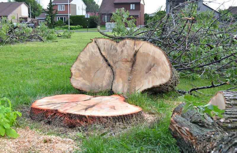 Tree Root Removal Services Offers