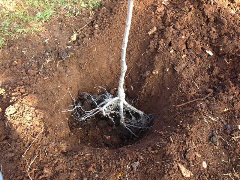 Tree Root Removal