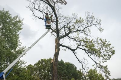 Tree Root Removal