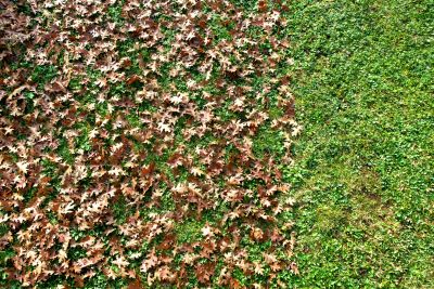 Fallen Leaves Covering Lawns