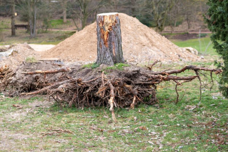 Tree Root Removal Costs — Cost of Tree Root Removal