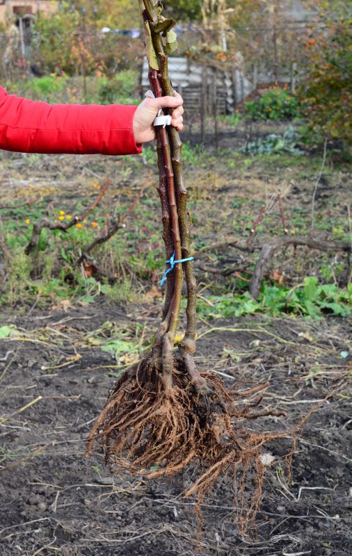 Tree Root Removal Costs — Cost of Tree Root Removal