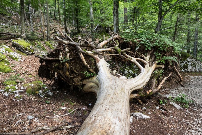 Tree Root Removal Costs — Cost of Tree Root Removal