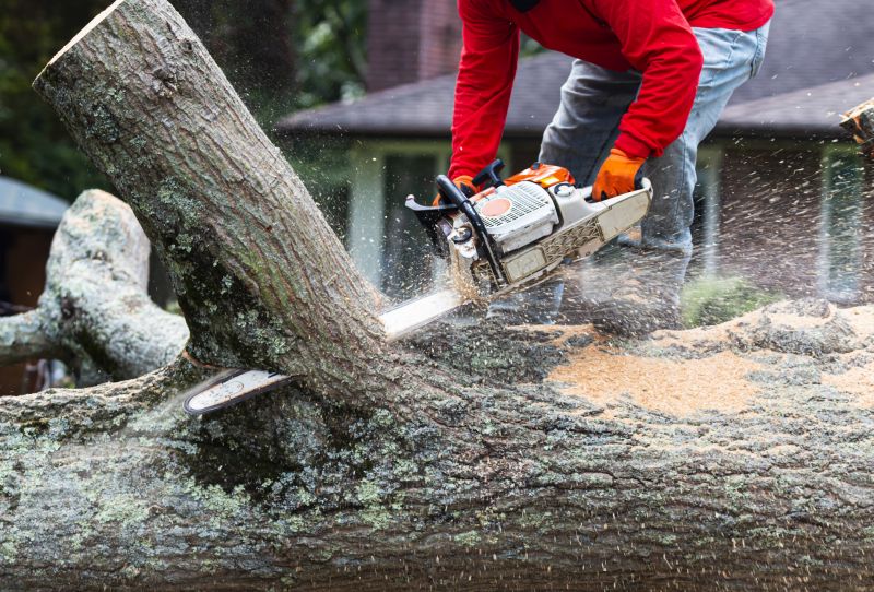 Tree Root Removal