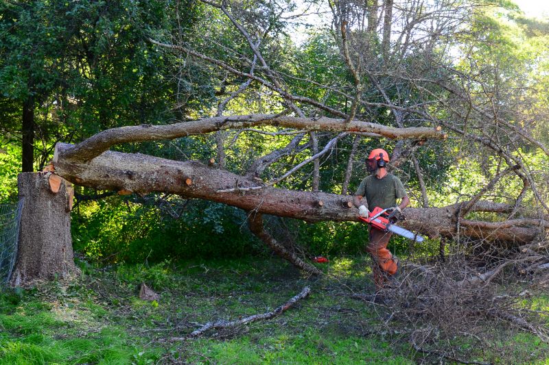 Why Hiring Professionals For Tree Removal Is Essential
