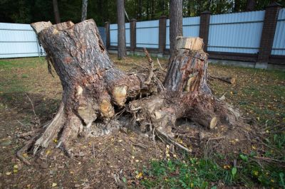 Remove Roots After Removing a Tree!