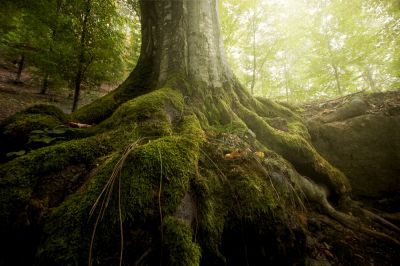 Remove Tree Roots for Safety Purposes!